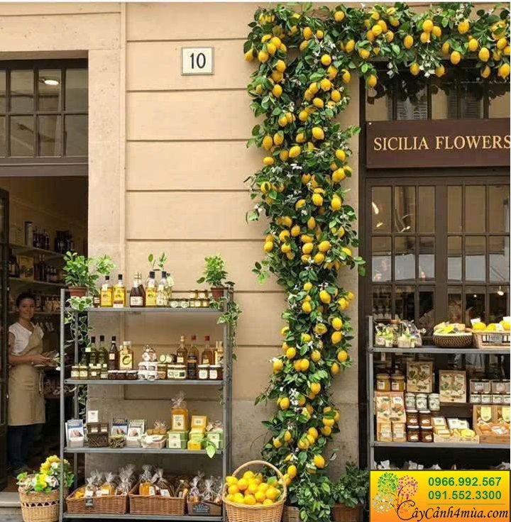 decor cành chanh vàng